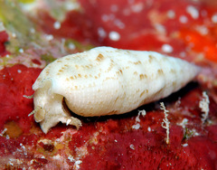 Cerithium nesioticum