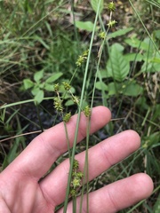 Carex atlantica atlantica