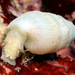 Cerith Snails - Photo (c) uwkwaj, some rights reserved (CC BY-NC), uploaded by uwkwaj