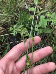 Carex atlantica atlantica