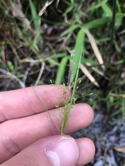 Dichanthelium ensifolium