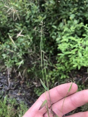 Dichanthelium ensifolium