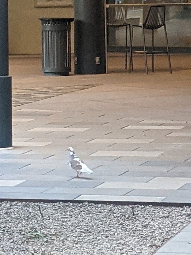 feral-pigeon-from-central-city-phoenix-az-usa-on-may-1-2022-at-06