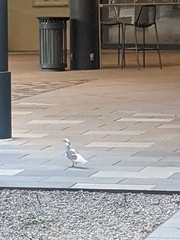 Columba livia domestica