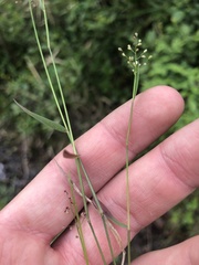 Dichanthelium ensifolium