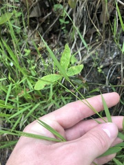 Dichanthelium lucidum
