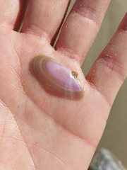 Hiatula nitida