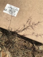 Muhlenbergia microsperma