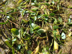 Ranunculus limoselloides