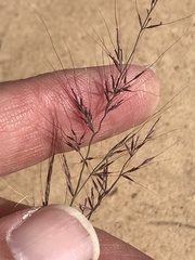 Muhlenbergia microsperma