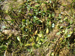 Ranunculus limoselloides