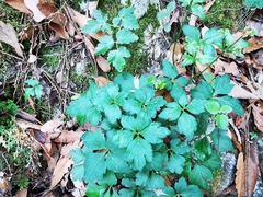 Arracacia atropurpurea