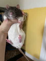 Rattus norvegicus domestica