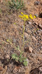 Leiotulus secacul