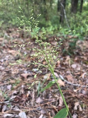 Dichanthelium commutatum commutatum