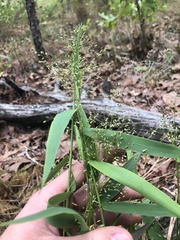 Dichanthelium commutatum commutatum