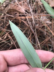 Dichanthelium commutatum commutatum