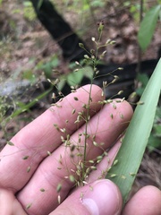 Dichanthelium commutatum commutatum