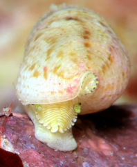 Cerithium nesioticum