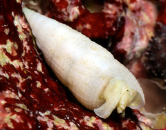 Cerithium nesioticum