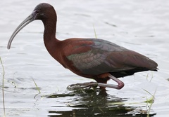Plegadis chihi × Plegadis falcinellus