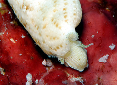 Cerithium nesioticum