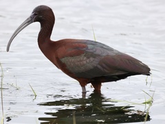 Plegadis chihi × Plegadis falcinellus