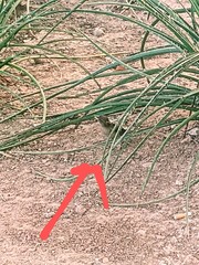 Passer domesticus