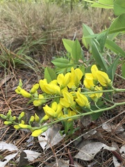 Baptisia cinerea