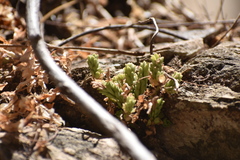 Sedum copalense