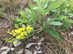 Baptisia cinerea