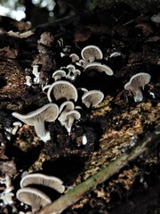 Rhizocybe