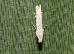 Batrachedra decoctor bermudensis