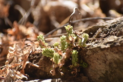Sedum copalense