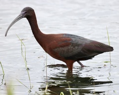 Plegadis chihi × Plegadis falcinellus