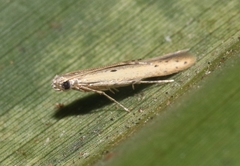 Batrachedra decoctor bermudensis