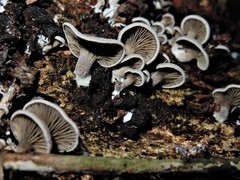 Rhizocybe