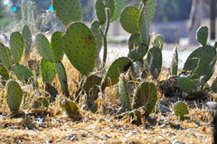 Opuntia × occidentalis