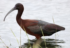 Plegadis chihi × Plegadis falcinellus