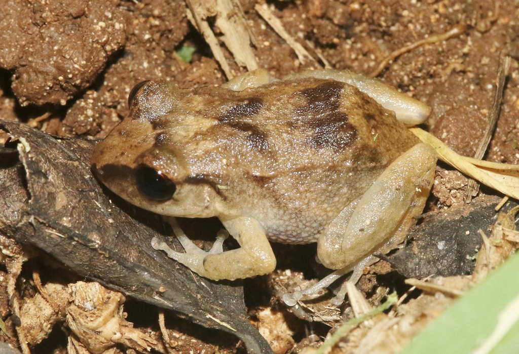 Montserrat Whistling Frog (Eleutherodactylus montserratae)