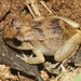 Montserrat Whistling Frog - Photo (c) James Bailey, some rights reserved (CC BY-NC), uploaded by James Bailey