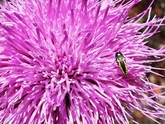 Acmaeodera neoneglecta