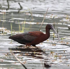 Plegadis chihi × Plegadis falcinellus