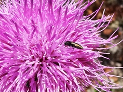 Acmaeodera neoneglecta