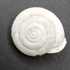 Patera perigrapta