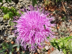 Acmaeodera neoneglecta