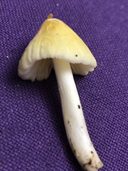 Bolbitius titubans titubans