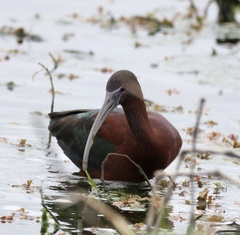 Plegadis chihi × Plegadis falcinellus