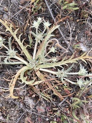 Eryngium montereyense