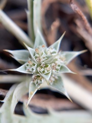 Eryngium montereyense